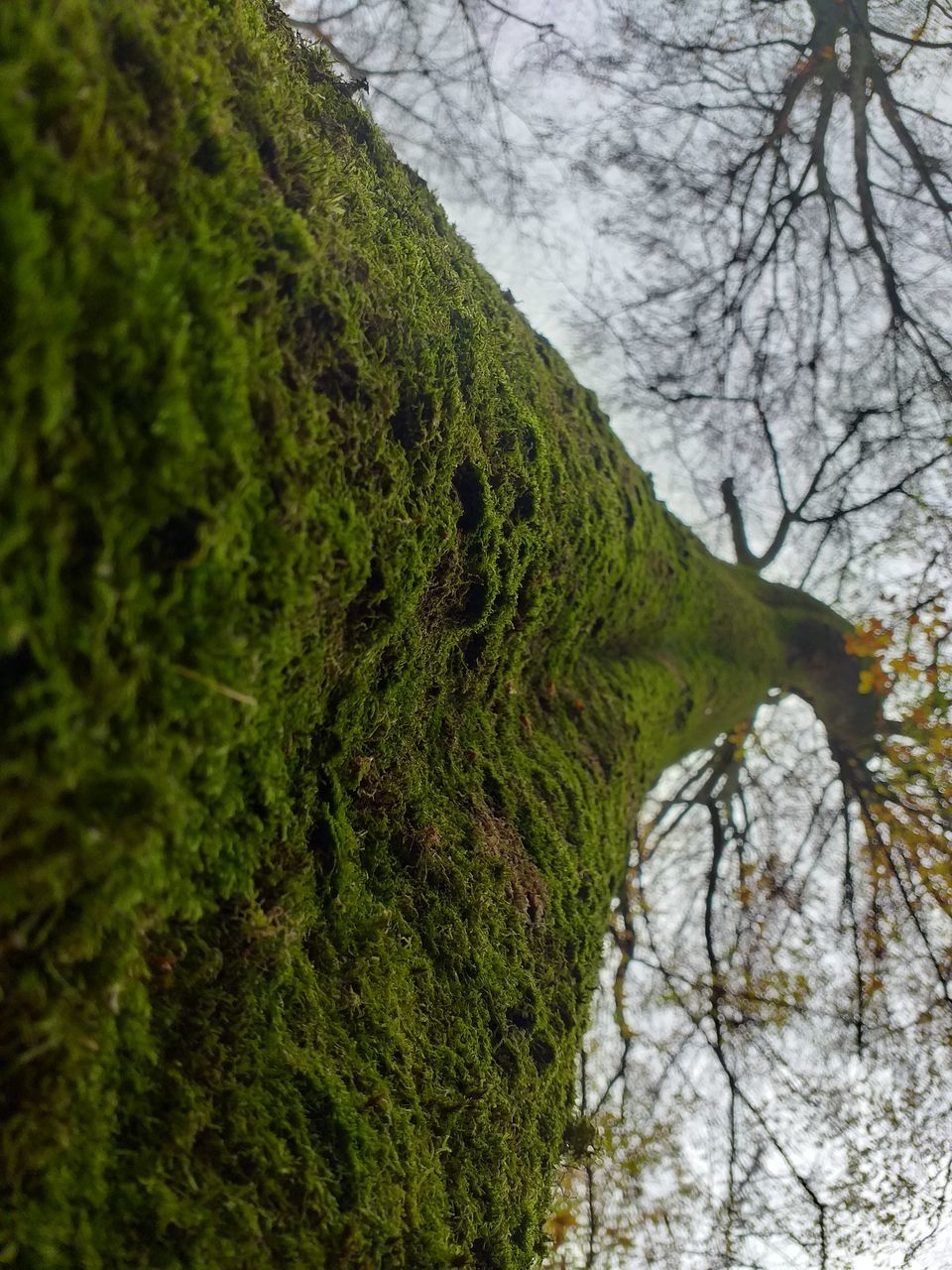 SCENIC VIEW OF GREEN FOREST