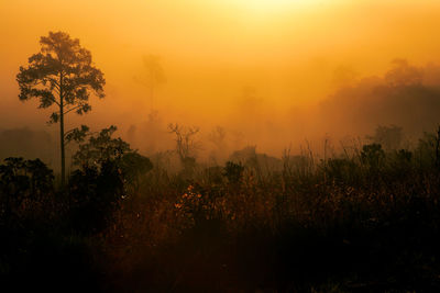 Trees on field against sky during sunset