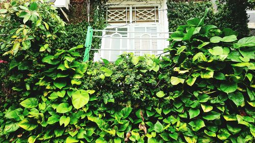 Ivy growing on building