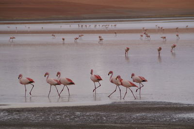 Flamingos flying, red lagoon bolivia