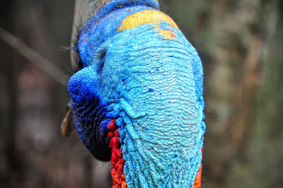 Close-up of peacock