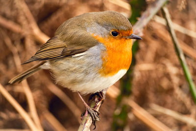 Close-up of bird perching outdoors