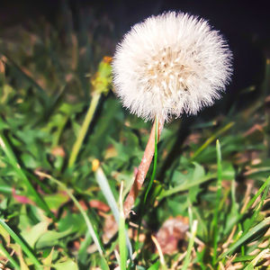 Close-up of dandelion