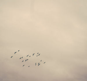 Low angle view of birds in flight