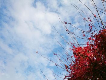 Low angle view of tree against sky