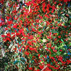 Full frame shot of red tree