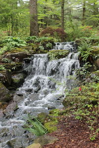 Scenic view of waterfall in forest