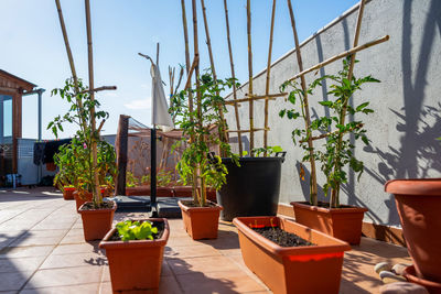 Potted plants on table against wall