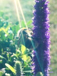 Close-up of butterfly on purple flower