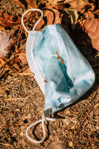 High angle view of rice on field