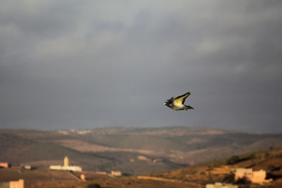 Low angle view of airplane flying against sky
