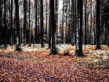 Trees in forest