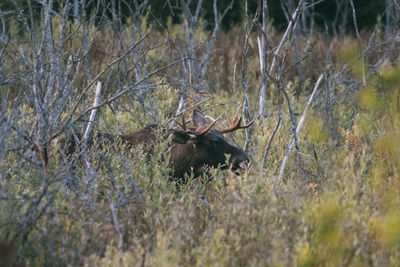 View of deer on field