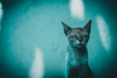 Close-up portrait of a cat