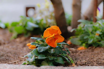 Close-up of orange flowering plant