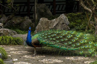 Standing on the ground of the peacock blue