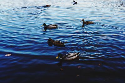 High angle view of ducks swimming in lake