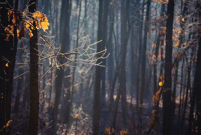 Close-up of bare tree in forest