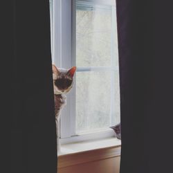 Cat looking through window at home