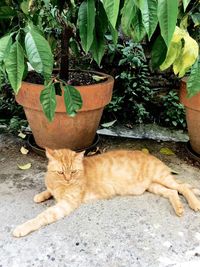 Cat relaxing in potted plant