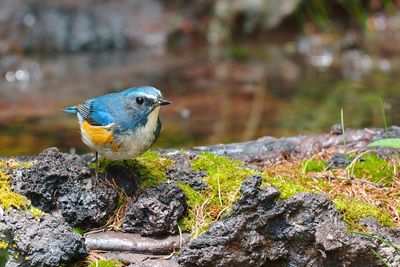 Close-up of bird perching on rock