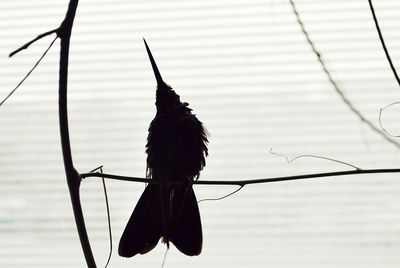 Close-up of silhouette bird perching on cable against sky