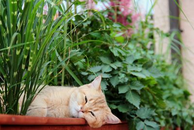 Cat sleeping in a plant