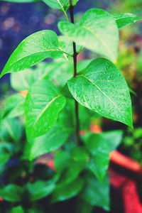 Close-up of dew drops on leaves