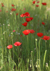 Close-up of red poppy flowers on field