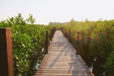 Boardwalk amidst plants against clear sky