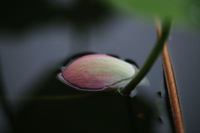 Close-up of pink lily on plant