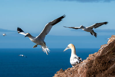 Seagulls flying over sea against sky