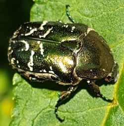 Close-up of insect on leaf