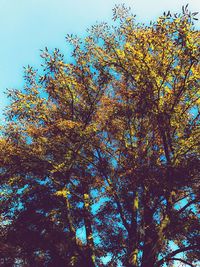 Low angle view of trees against clear sky