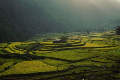 Scenic view of agricultural field