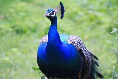 Close-up of a peacock