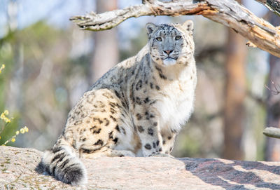 Animal bigcat carnivore cat leopard mammal predator snowleopard