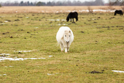 Sheep grazing in a field