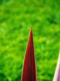 Close-up of multi colored umbrella on grass