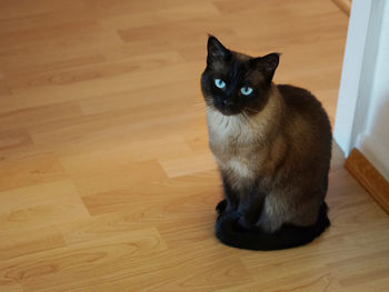 High angle view of siamese cat sitting on hardwood floor at home