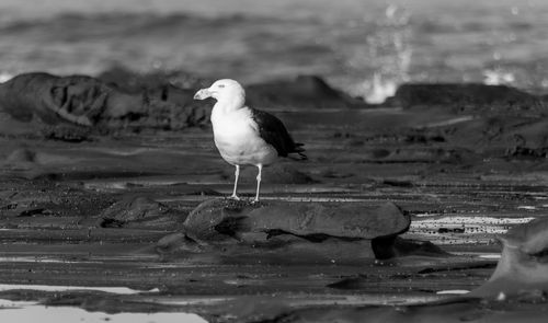 Close-up of seagull perching on shore