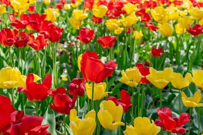 Close-up of red tulips in field