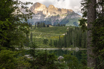 Scenic view of lake in forest