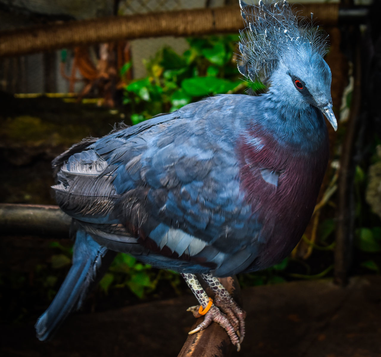 bird, animal themes, vertebrate, animal, one animal, animals in the wild, animal wildlife, focus on foreground, perching, close-up, no people, day, nature, outdoors, looking, beak, blue, side view, looking away, pigeon