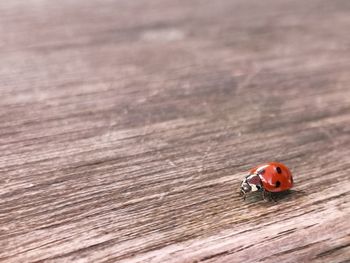 High angle view of ladybug on wood