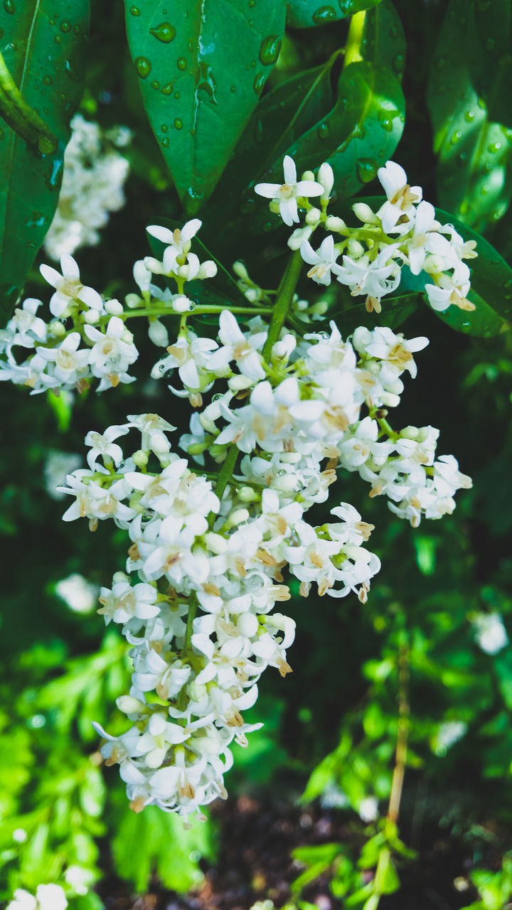 flower, fragility, freshness, beauty in nature, growth, nature, blossom, botany, white color, day, petal, close-up, plant, no people, green color, focus on foreground, outdoors, flower head, springtime, blooming, branch, tree