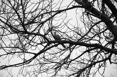 Low angle view of bare trees against sky