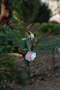 Close-up of pink flowering plant on field