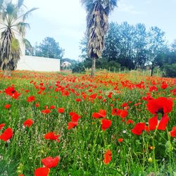 Red poppy flowers in park