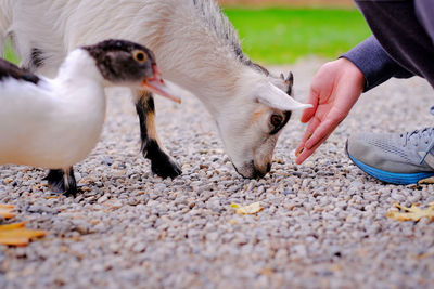 Full length of hand feeding bird